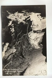 Real Photo Postcard Roots from a Douglas Fir Oregon Caves OR 218 - Picture 1 of 1