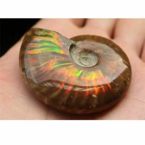 1PC Natural Iridescent Ammonite Ammolite Facet Specimen Fossil Madagascar Stone - Picture 1 of 12