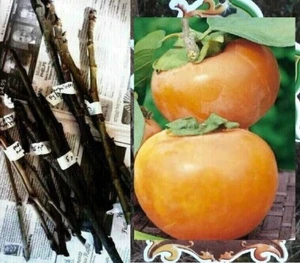 5 ESQUEJES vástagos CAQUI JAPONÉS COROA DE REI Diospyros Caqui Astringente - Imagen 1 de 3