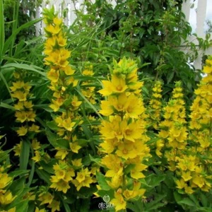 Lysimachia vulgaris 50+ piezas semillas frescas, semillas amarillas Loosestrife - Imagen 1 de 6