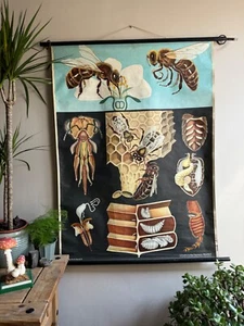 Vintage HONEY BEE school chart JUNG KOCH QUENTELL educational. anatomy zoology - Picture 1 of 17