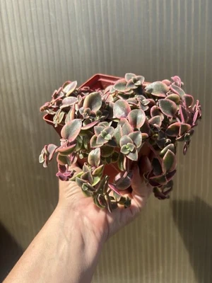 Crassula Calico Kitten Live Succulent 4.5” Pot Indoor Plant - Image 1 of 3