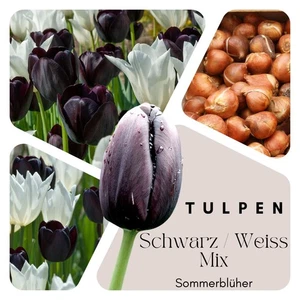 Tulpen Zwiebeln (50 Stück) Farbmix Schwarz u. Weiss - Blumenzwiebeln mehrjährig - Bild 1 von 6