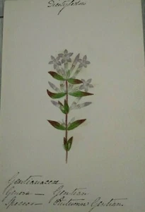 English Wild Flowers - F. Hannen 1890 - 1910 - Picture 1 of 1