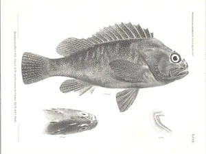 Original antiker Fischdruck um 19. Jh. - Steindachner & Doderlein - Fisch aus Japan - Bild 1 von 2