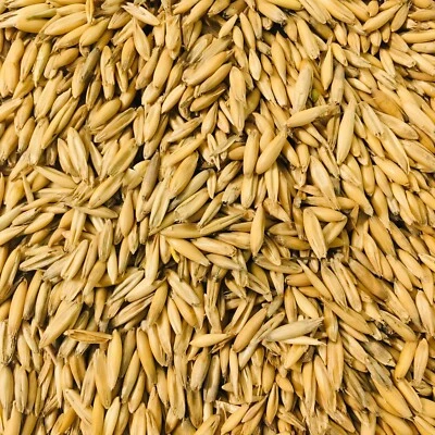 Whole Grain Oats Animal Feed Unhulled  - Image 1 of 4