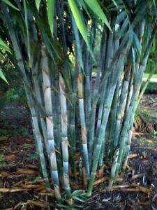 50 Blue Bamboo Seeds Privacy Plant Garden Clumping Exotic Shade 383 Us Seller