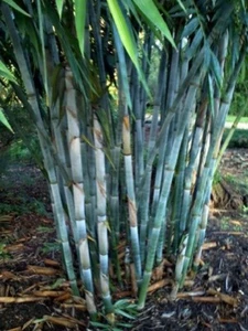 50 Blue Bamboo Seeds Privacy Plant Garden Clumping Exotic Shade 383 US SELLER - Picture 1 of 12