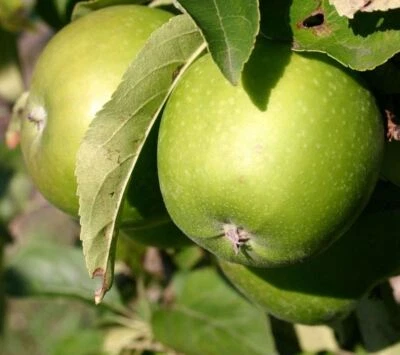 Dwarf Patio Granny Smith Apple Fruit Tree 3-4ft Supplied in a 5 Litre Pot - Image 1 of 4