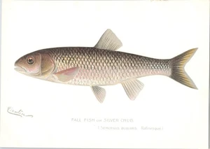 Antiguo S.F. original c 1900 Estampado de peces color DENTON - peces de otoño - cachorro plateado - Imagen 1 de 1