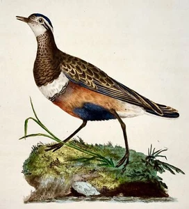 1794 Edward Donovan - DOTTEREL Bird - exquisite hand coloured copper engraving - Picture 1 of 2