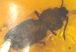 Escarabajo del Cretácico con Mandíbulas y Araña en Fósil Ámbar Birmano de la Edad de los Dinosaurios - Imagen 1 de 15
