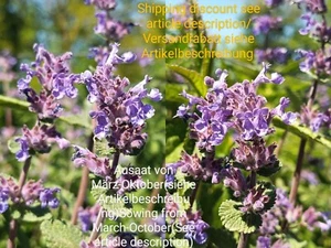Uvas hierba gatera, Nepeta mustinii/racemosa, hierba gatera enana, 130 semillas, semillas - Imagen 1 de 15