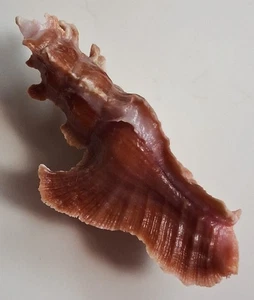 Sea shell Pterynotus elongatus 52.3mm, gem, AMAZING colored body, EXCEPTIONAL - Picture 1 of 6