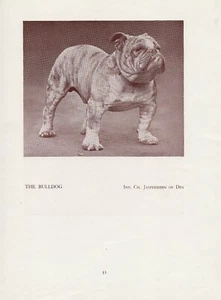 ENGLISCHE BULLDOGGE ALT VINTAGE 1934 BENANNTER CHAMPION HUND SEPIA SEITENDRUCK - Bild 1 von 1