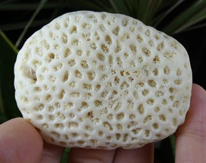 Corail Fossilisé galet blanc 6.5x5cm fossile collection ancien cabinet curiosité - Picture 1 of 5