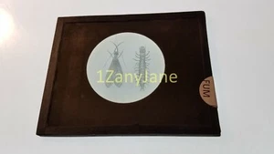 FUM Glass Magic Lantern Slide Photo DRAWING OF INSECTS - Picture 1 of 1