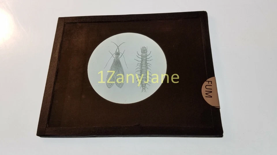 FUM Glass Magic Lantern Slide Photo DRAWING OF INSECTS - Image 1 of 1