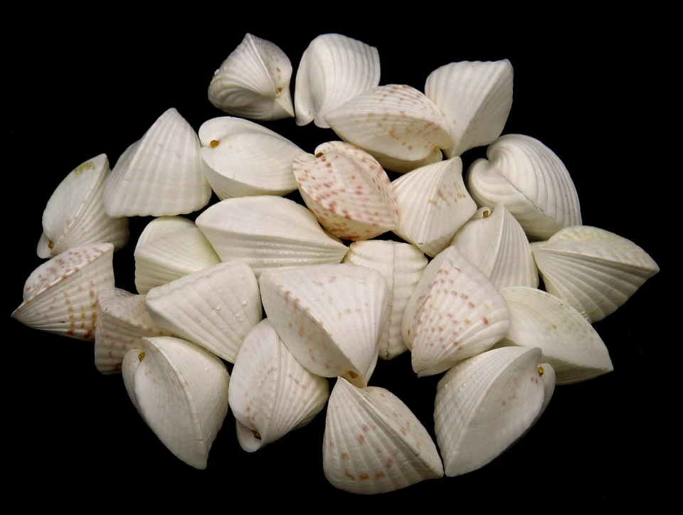 PrCo Lunulicardia hemicardia 35 to 40mm (3 pc)  - Image 1 of 1