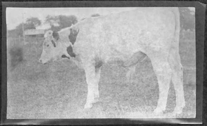 Early 1900s ? Film Photography Negative Steer in Pasture Looking Away Nature - Picture 1 of 2