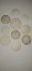 Sand Dollars REAL Collected on a Beach - LOT OF 10 SAND DOLLARS