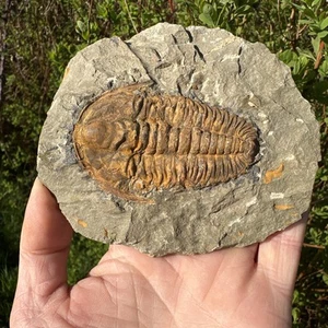 Acadoparadoxides Levisetti 500 Million Years Old. Sidi Abdallah, Morocco, - Picture 1 of 15