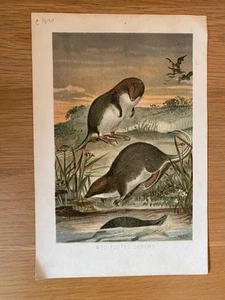 WEB FOOTED SHREWS CHROMOLITHOGRAPH 1890 Book Plate NATURAL HISTORY NATURE - Picture 1 of 2