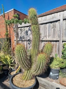 T. Chiloensis '3 Stem' Cactus Country Clone Rare Collectors Plant S.E.Pšµ - Picture 1 of 17