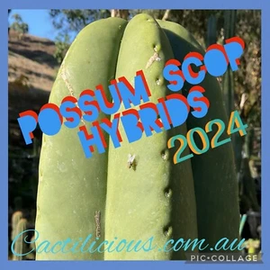 Cactus Possum Scop Hybrid Pack. 200+ Seeds. 2024 Cacti Seeds - Picture 1 of 1