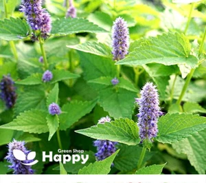 HERB PEPPERMINT SEEDS - 1500 seeds - Mentha piperita - Mosquito repellent plant - Picture 1 of 4
