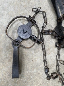 (6) SOLID Victor No. 1 1/2 Single Long Spring Traps Skunk Muskrat Mink Trapping - Picture 1 of 2