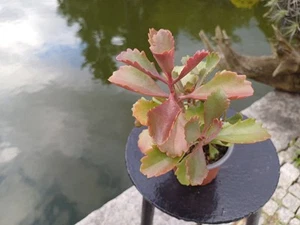 Kalanchoe longiflora im Topf - Bild 1 von 3