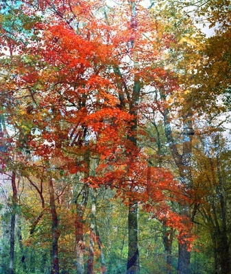 Kodak Aerocolor III Negative Film 2444, 8X9.5" (8x10"), 10 sheets, Expired 2009 - Image 1 of 4