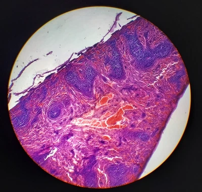 Diapositiva microscopio vintage años 60 bazo conejo animal histología Foto 1 de 2