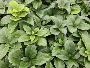 Japanischer Ysander - Pachysandra terminalis - ↕10-25cm - Ø9cm - 40 Stück - Bild 1 von 7