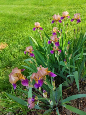 5 IRIS BULBS w/roots Ready to Plant, Rare Light Purple Color - Image 1 of 3