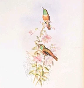 Gould AMAZILI Hummingbirds Vintage Bird Art Print Bookplate 303 - Picture 1 of 4