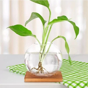 Home Decorations Hydroponic Dill Plant Ornaments Office Set Off 2 Clear - Picture 1 of 14