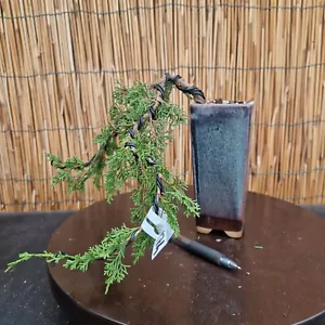 Bonsai di Ginepro Itoigawa h 20cm Visita il mio negozio! - Foto 1 di 5
