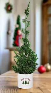 "Cipresso di Natale primitivo fattoria in vaso di latta appena tagliato 12,5" - Foto 1 di 3