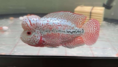 Premium Flowerhorn - VIP  Red King Kamfa F2-3.5 inches-Overnight USA Shipping - Image 1 of 4
