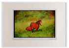 Horse 113097 Arabian Horses Mare With Foal Watercolour Picture Frame