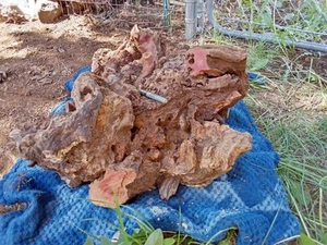 #B2. Big Large Manzanita Burl Root Wood Projects - Picture 1 of 5