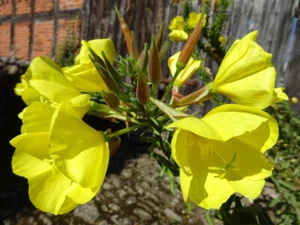 Evening Primrose Oenothera biennis 1000 seeds Scented wildflower - Picture 1 of 6