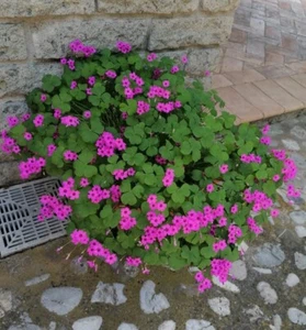 Trifoglio rosa Oxalis rosa,fioritura continua da Marzo a Novembr.trifoglio rosso - Foto 1 di 24