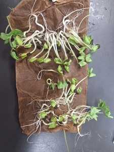 Batch Of 15 Bare Root Morning Glorys Purple - Picture 1 of 1