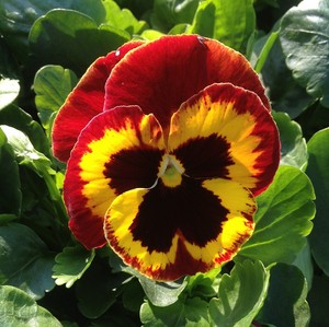 Pansy Plug Plants For Sale Ebay