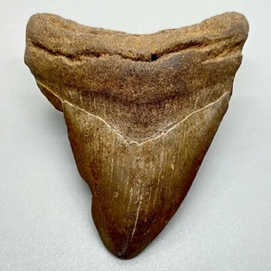 Erschwinglicher brauner 2,82 Zoll fossiler MEGALODON Zahn - USA - Bild 1 von 4