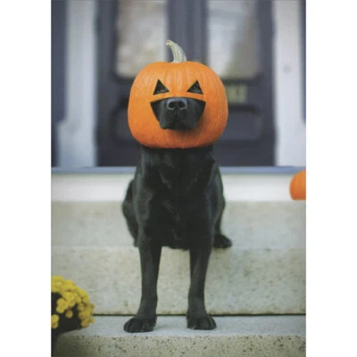 RSVP Black Dog Wearing Real Pumpkin on Head Humorous / Funny Halloween Card