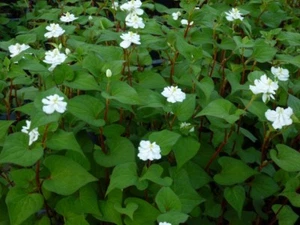 10 Fish Mint Houttuynia Cordata Chameleon Diếp Cá antiviral live starter plant - Picture 1 of 3